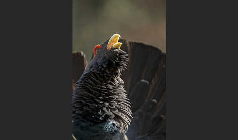 Auerhuhn (Tetrao urogallus)