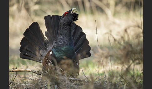 Auerhuhn (Tetrao urogallus)