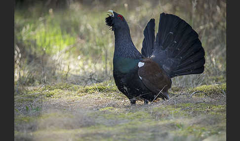 Auerhuhn (Tetrao urogallus)