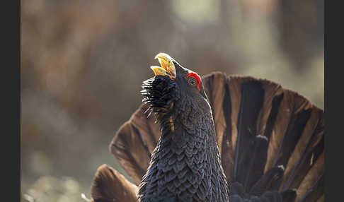 Auerhuhn (Tetrao urogallus)