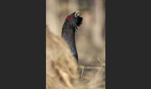 Auerhuhn (Tetrao urogallus)