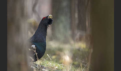 Auerhuhn (Tetrao urogallus)