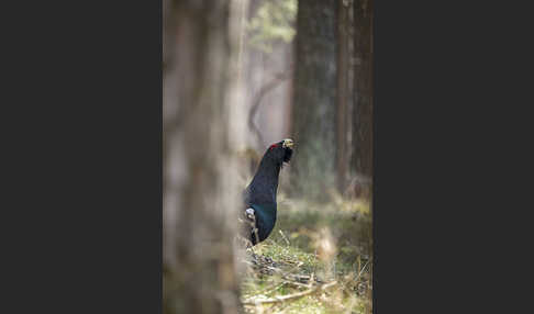 Auerhuhn (Tetrao urogallus)