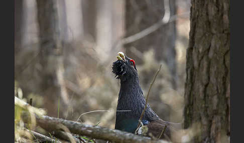 Auerhuhn (Tetrao urogallus)