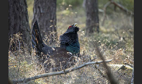 Auerhuhn (Tetrao urogallus)