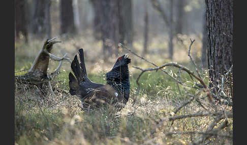 Auerhuhn (Tetrao urogallus)