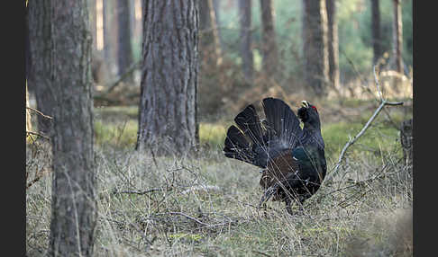 Auerhuhn (Tetrao urogallus)