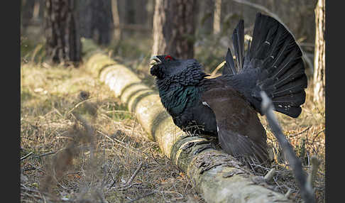 Auerhuhn (Tetrao urogallus)