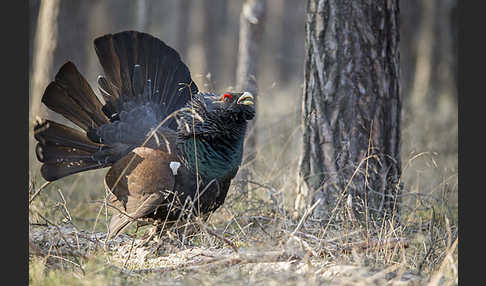 Auerhuhn (Tetrao urogallus)