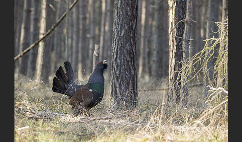 Auerhuhn (Tetrao urogallus)