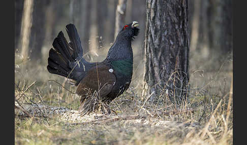 Auerhuhn (Tetrao urogallus)