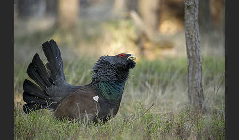 Auerhuhn (Tetrao urogallus)