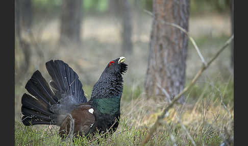 Auerhuhn (Tetrao urogallus)