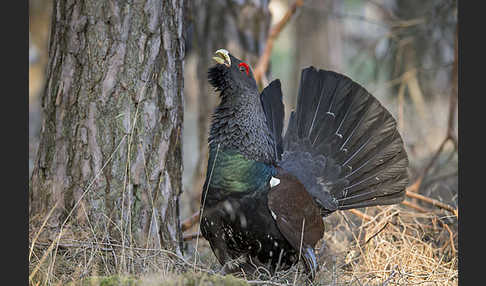 Auerhuhn (Tetrao urogallus)