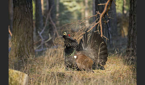 Auerhuhn (Tetrao urogallus)