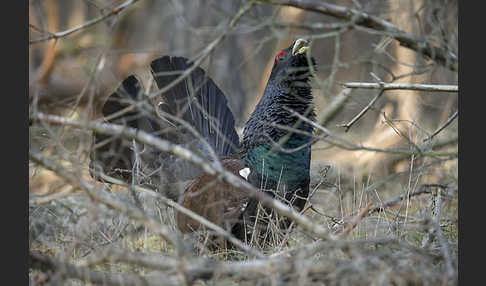 Auerhuhn (Tetrao urogallus)