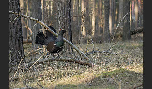 Auerhuhn (Tetrao urogallus)