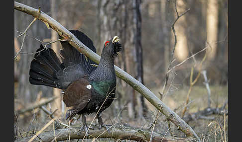 Auerhuhn (Tetrao urogallus)