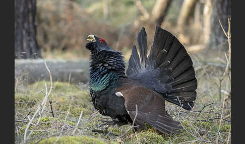 Auerhuhn (Tetrao urogallus)