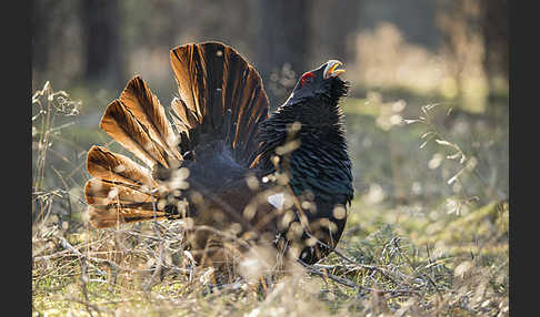 Auerhuhn (Tetrao urogallus)