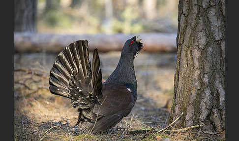 Auerhuhn (Tetrao urogallus)