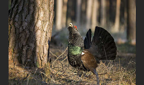 Auerhuhn (Tetrao urogallus)