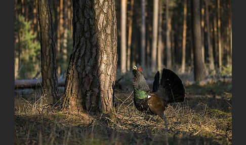 Auerhuhn (Tetrao urogallus)