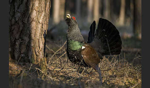 Auerhuhn (Tetrao urogallus)