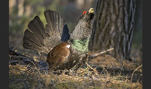 Auerhuhn (Tetrao urogallus)