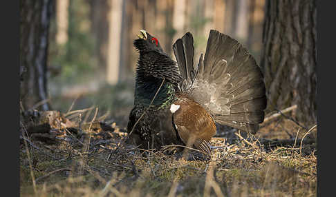 Auerhuhn (Tetrao urogallus)