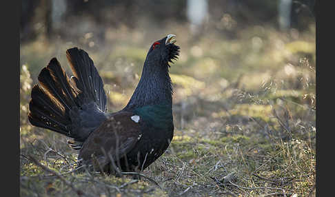 Auerhuhn (Tetrao urogallus)