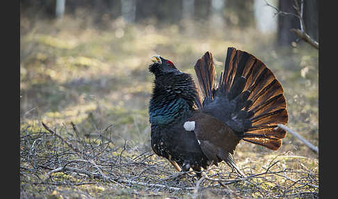 Auerhuhn (Tetrao urogallus)