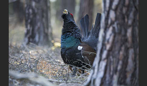 Auerhuhn (Tetrao urogallus)