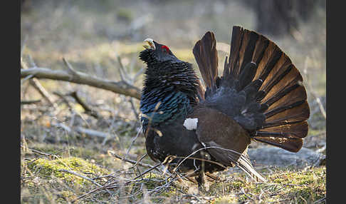 Auerhuhn (Tetrao urogallus)