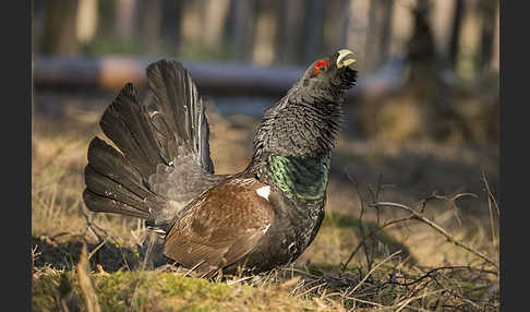 Auerhuhn (Tetrao urogallus)