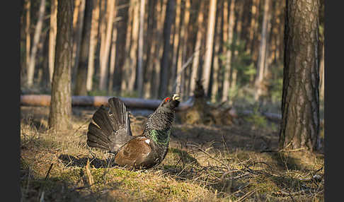 Auerhuhn (Tetrao urogallus)