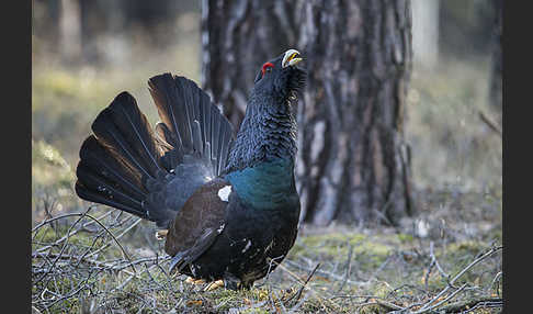 Auerhuhn (Tetrao urogallus)