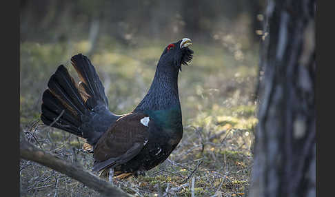 Auerhuhn (Tetrao urogallus)