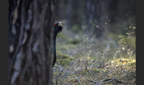 Auerhuhn (Tetrao urogallus)