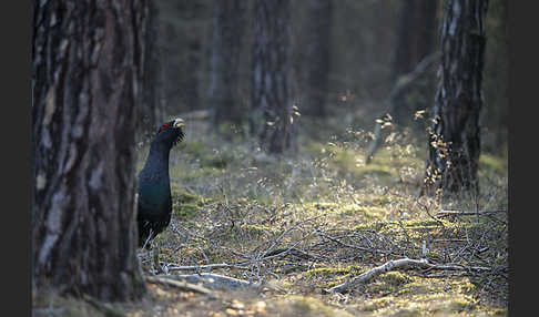 Auerhuhn (Tetrao urogallus)