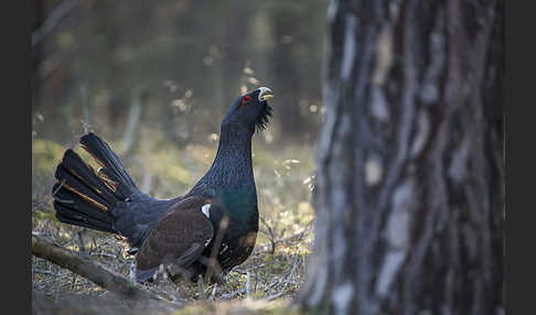 Auerhuhn (Tetrao urogallus)