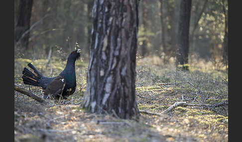 Auerhuhn (Tetrao urogallus)