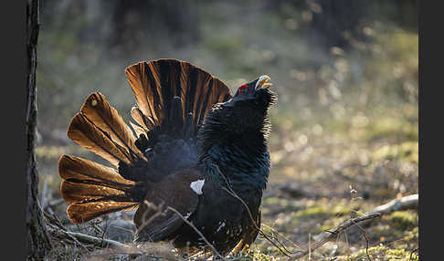 Auerhuhn (Tetrao urogallus)