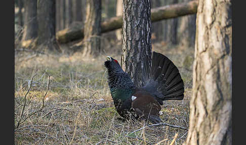 Auerhuhn (Tetrao urogallus)