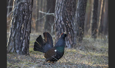 Auerhuhn (Tetrao urogallus)