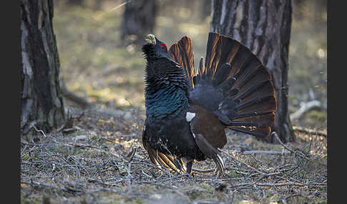 Auerhuhn (Tetrao urogallus)