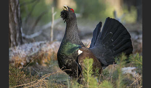 Auerhuhn (Tetrao urogallus)