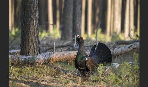 Auerhuhn (Tetrao urogallus)