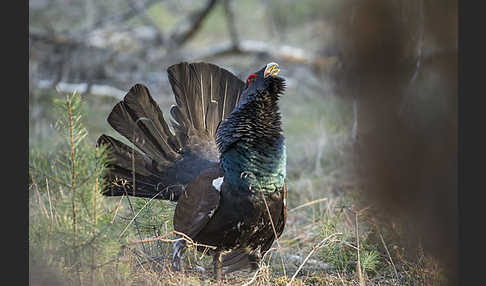 Auerhuhn (Tetrao urogallus)