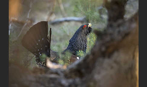 Auerhuhn (Tetrao urogallus)